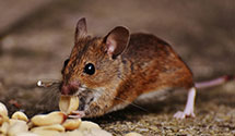 24 Hour & Emergency Exterminators in S Bloomingvil, OH